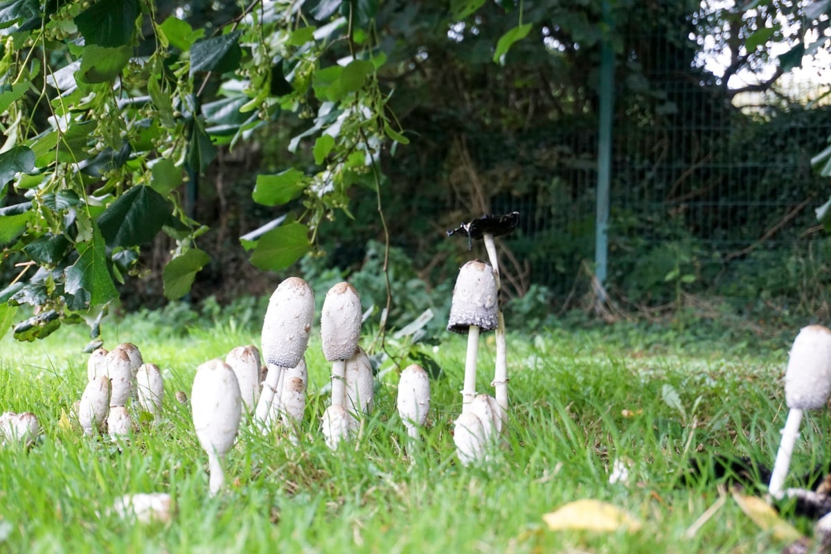 Coprinus comatus