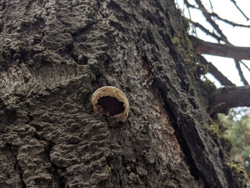 Cryptoporus volvatus