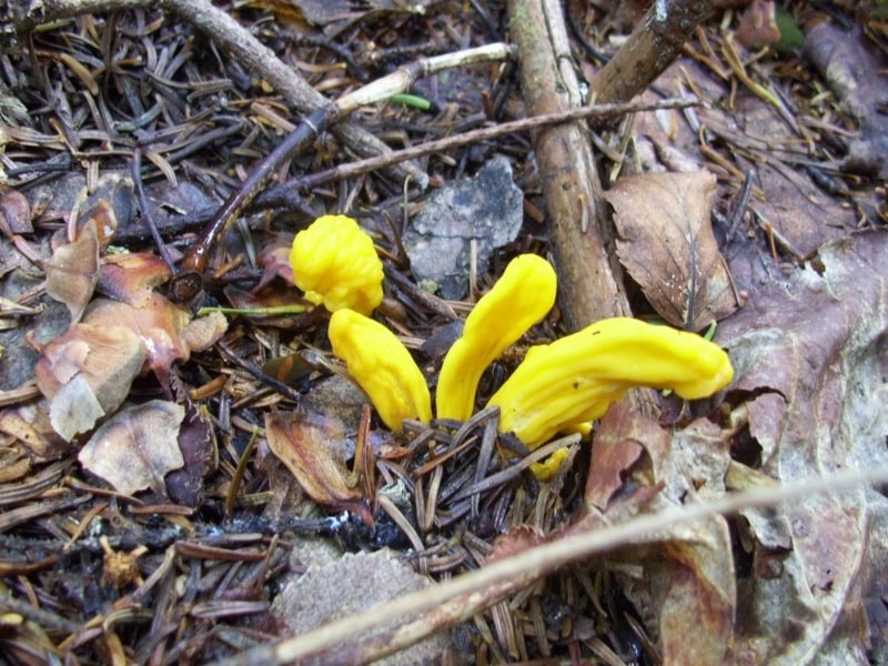 Irregular Earth Tongue (Neolecta irregularis)
