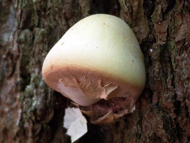 Cryptoporus volvatus