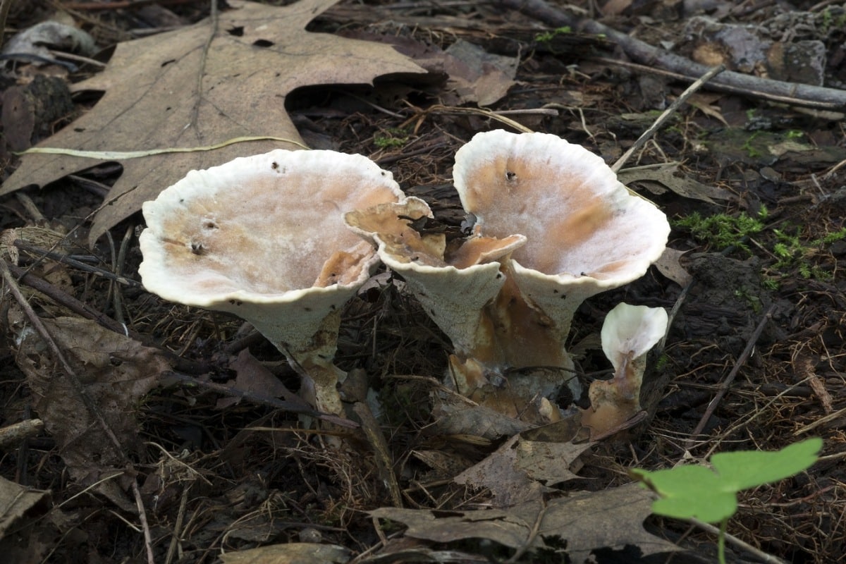 blushing rosette mushroom
