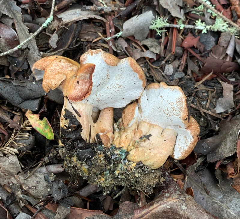 Hypomyces lateritius