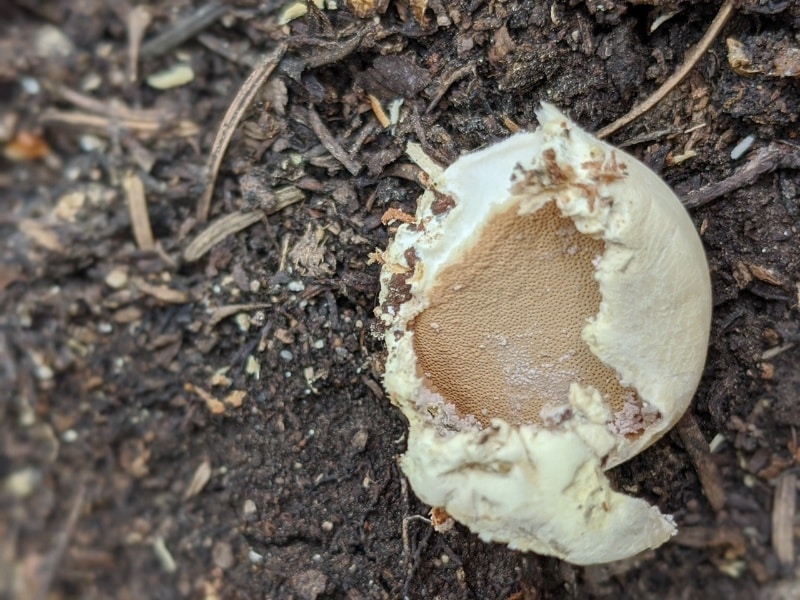 Cryptoporus volvatus