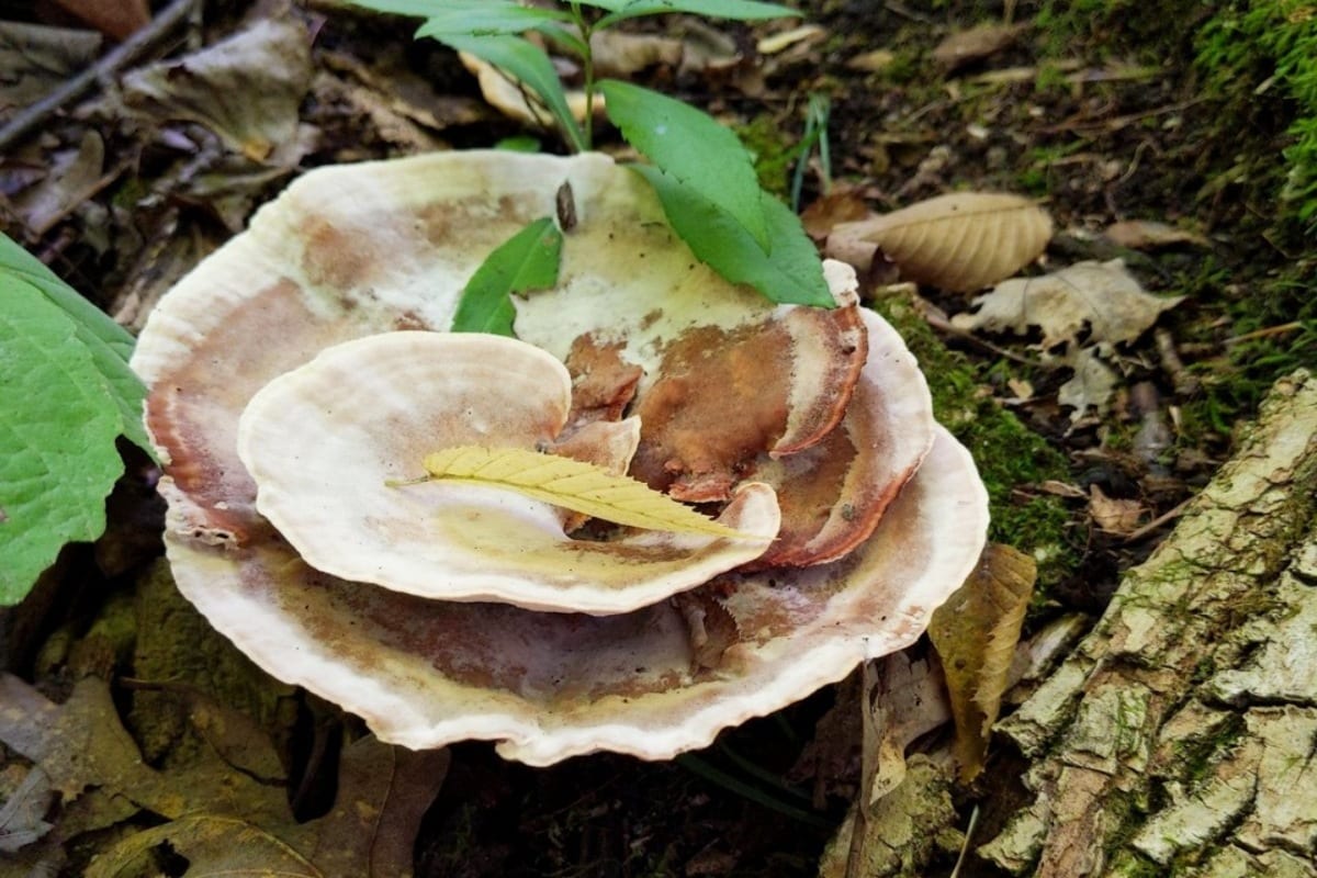 Abortiporus biennis 