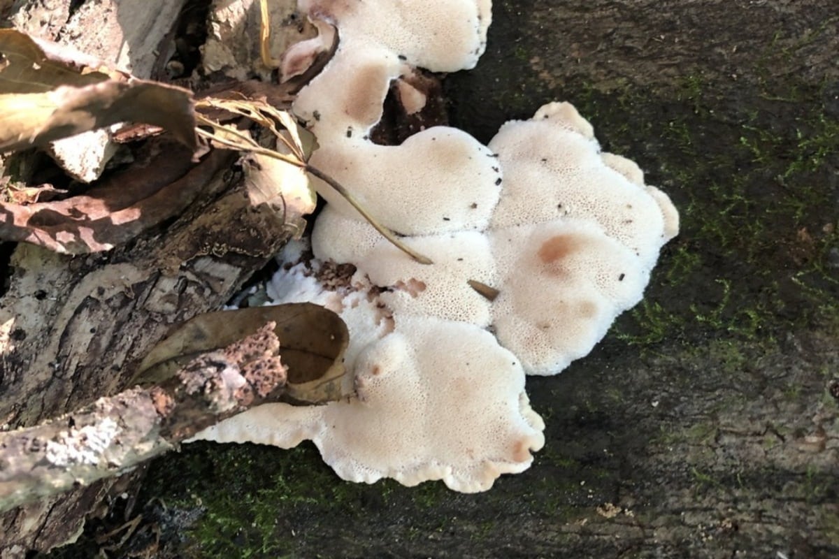 Abortiporus biennis 