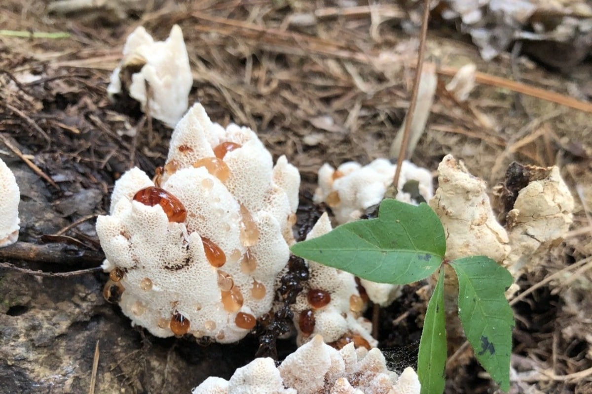 blushing rosette abortiporus