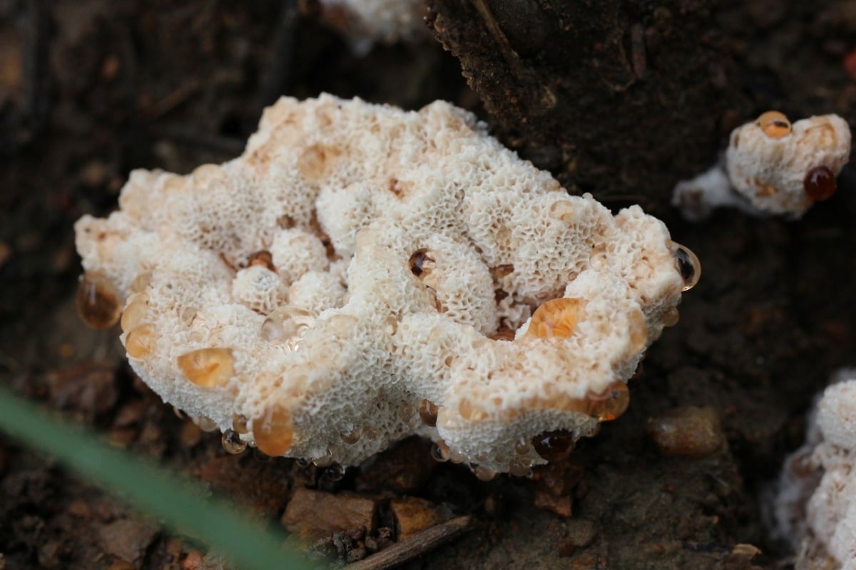 Blushing rosette mushroom