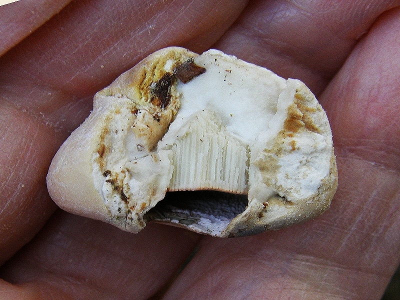 veiled polypore mushroom cross section