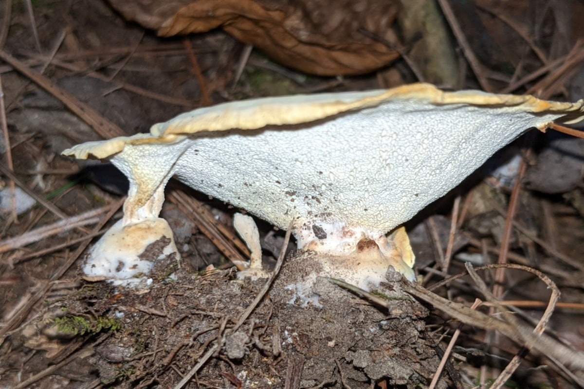Abortiporus biennis