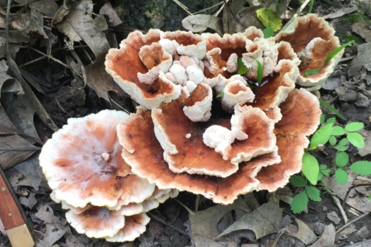 Abortiporus biennis 
