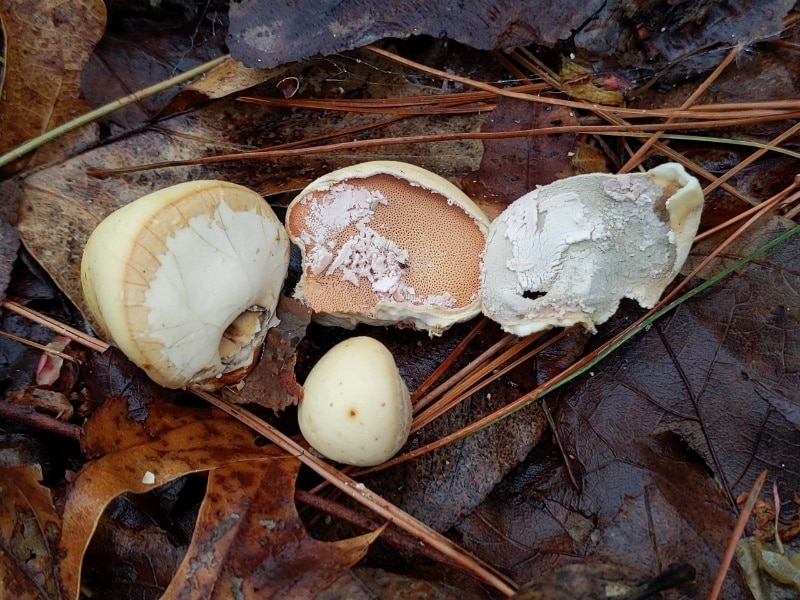Cryptoporus volvatus