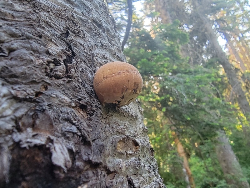 veiled polypore on a tree