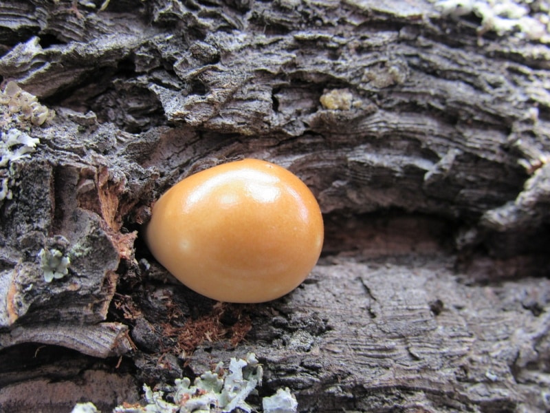veiled polypore