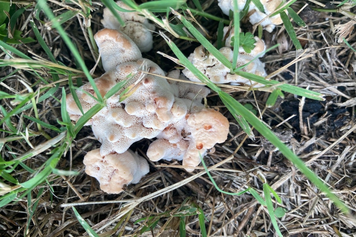 Abortiporus biennis rver