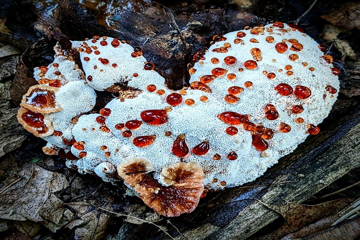 abortiporus mushroom
