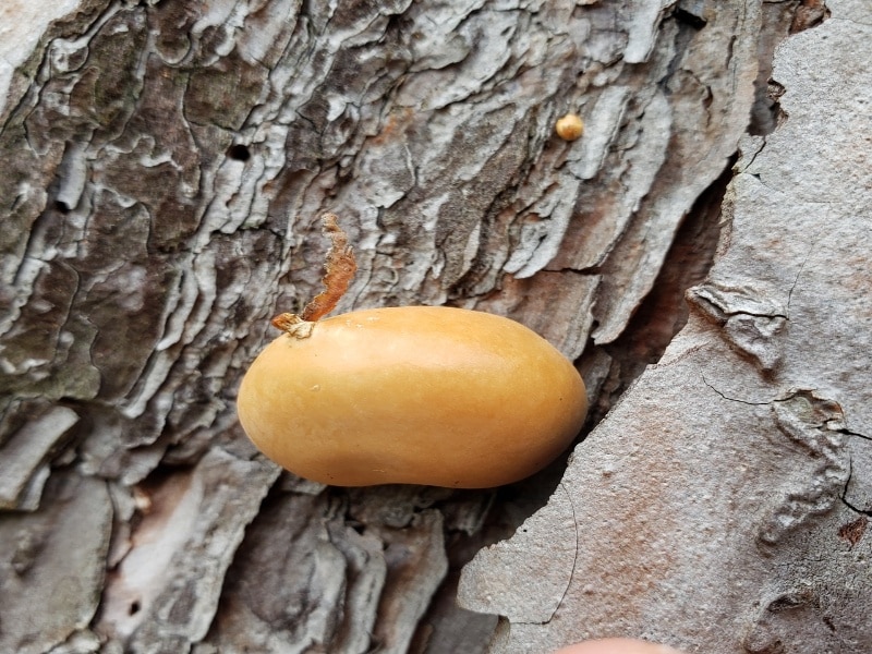 Cryptoporus volvatus