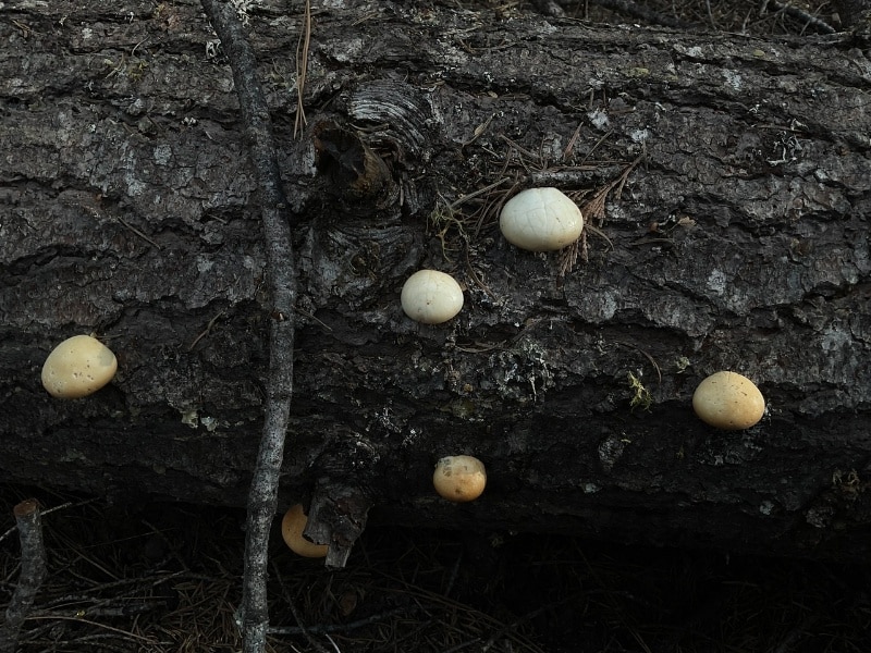 Cryptoporus volvatus