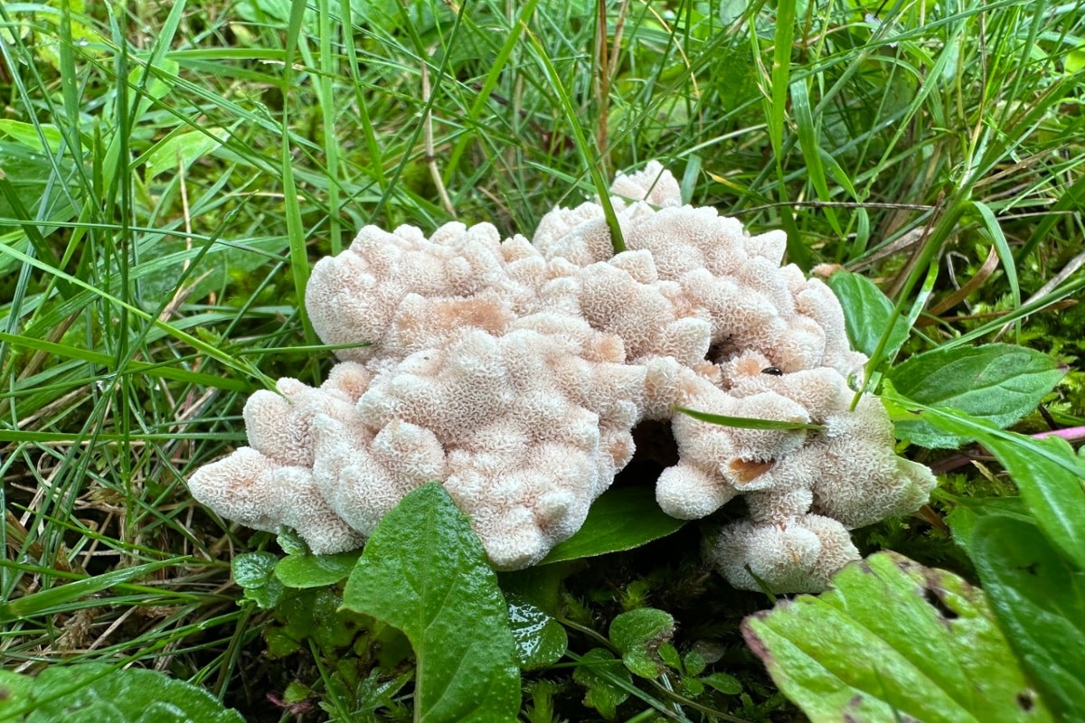 Abortiporus biennis 