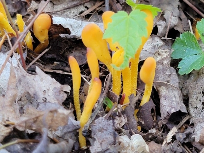Orange Earth Tongue (Microglossum rufum)