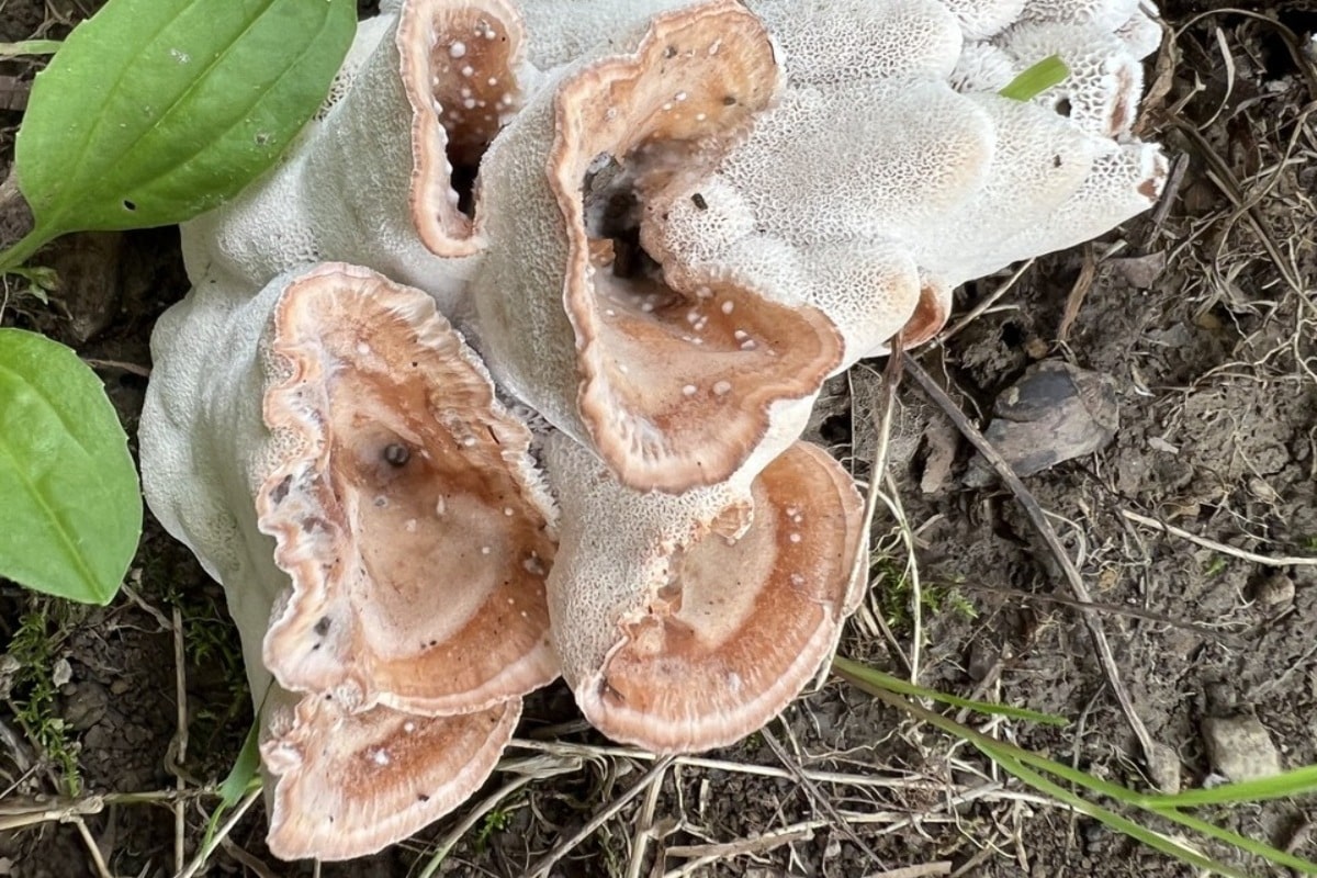 blushing rosette mushroom
