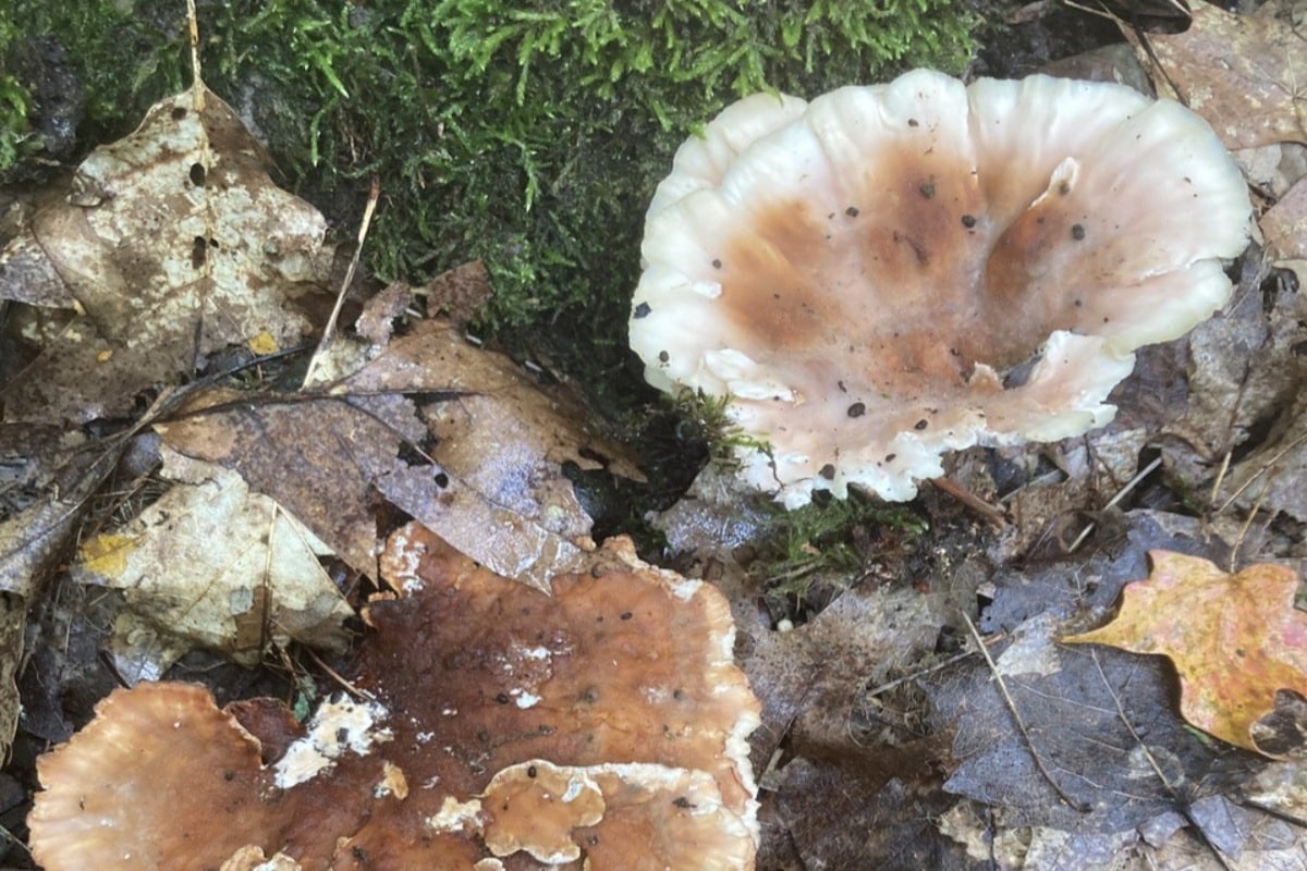 blushing rosette mushroom