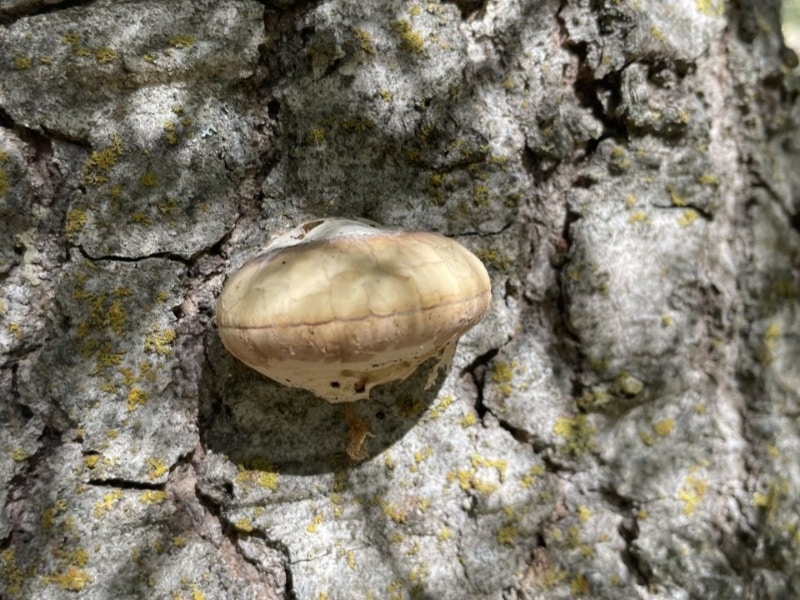 Cryptoporus volvatus