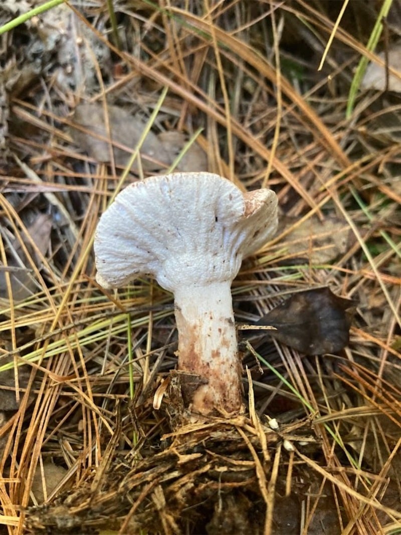 Hypomyces camphorati