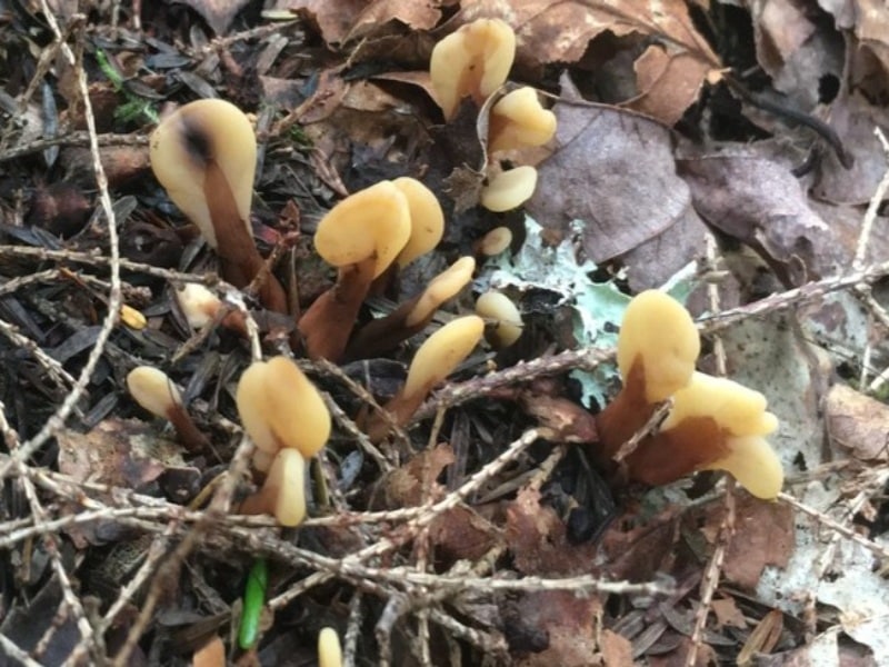 Velvet Foot Fairy Fan (Spathulariopsis velutipes)