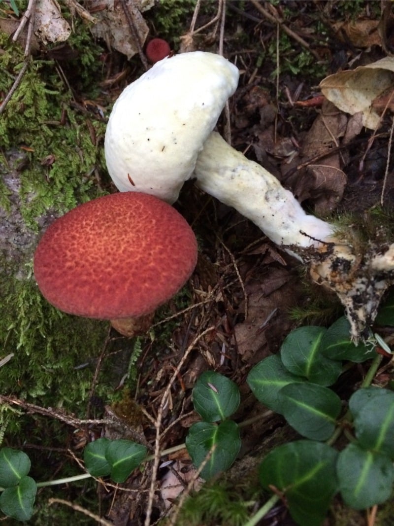 Hypomyces completus