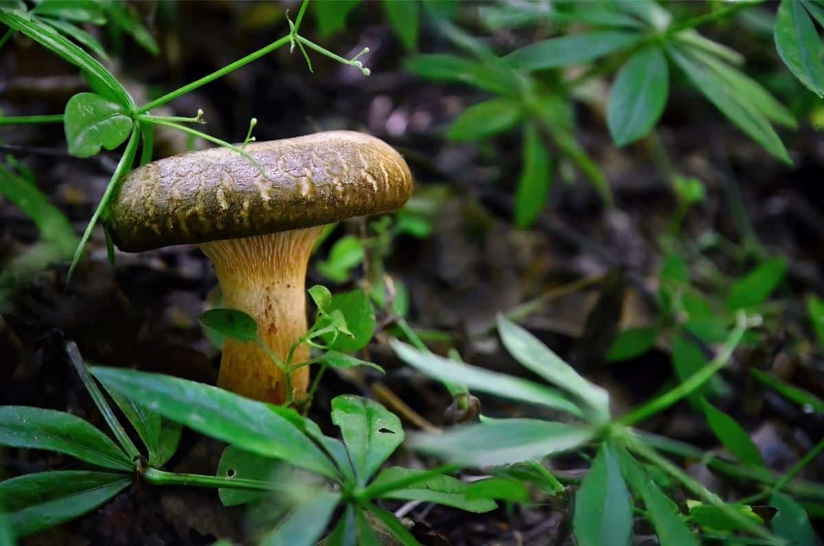 Paxillus involutus