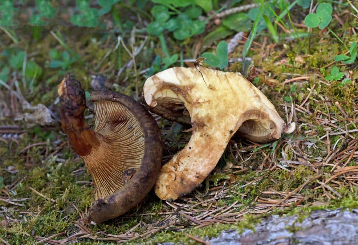 Paxillus involutus