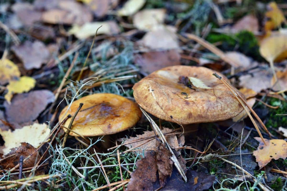 brown roll rim mushrooms