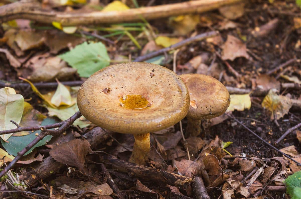 brown roll rim mushroom