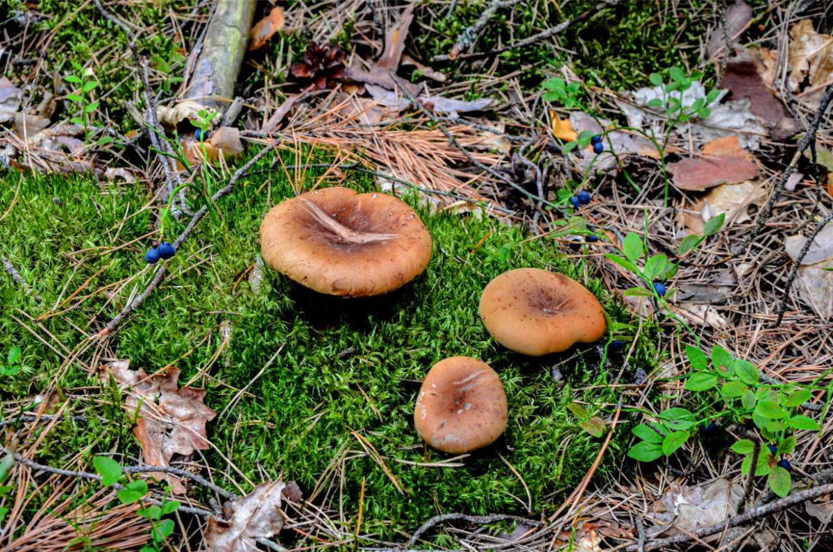 Paxillus involutus