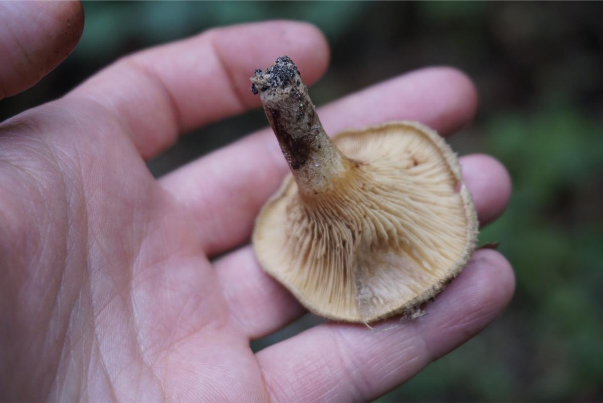 Paxillus involutus