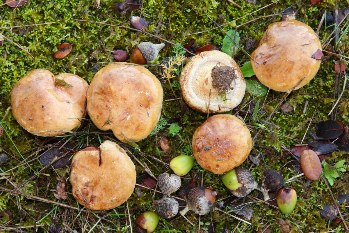 Paxillus involutus