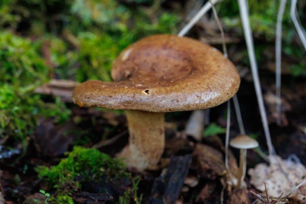 Paxillus involutus