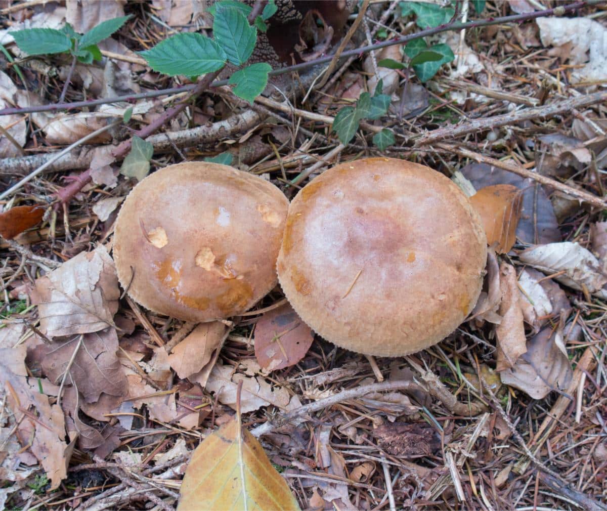 Paxillus involutus