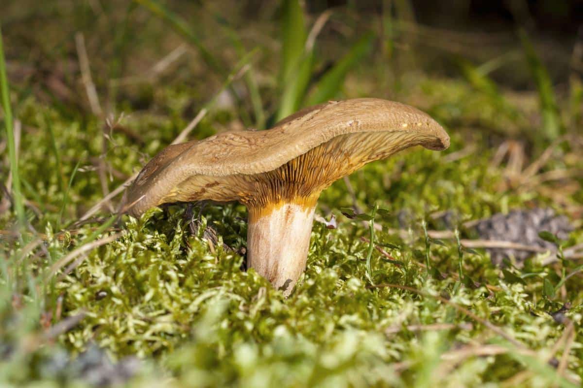 Paxillus involutus