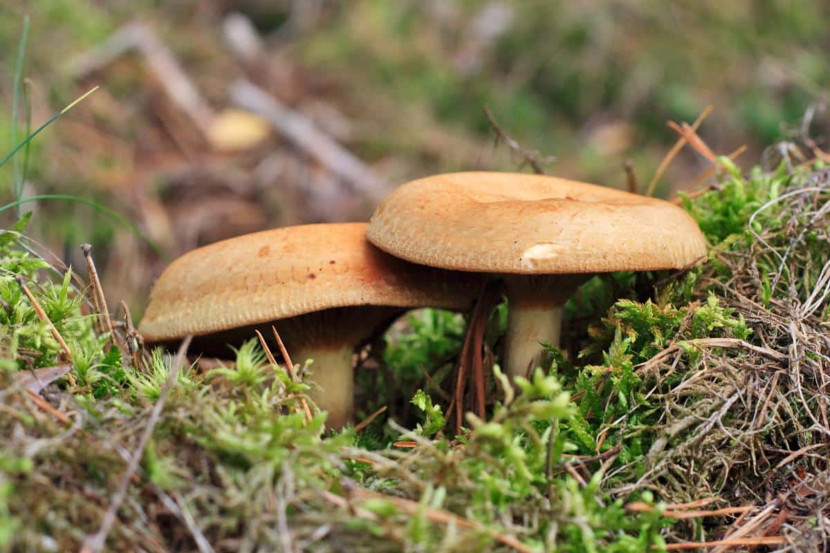 Paxillus involutus
