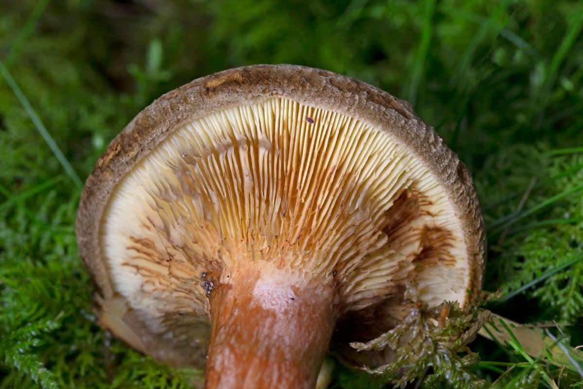 brown roll rim mushroom