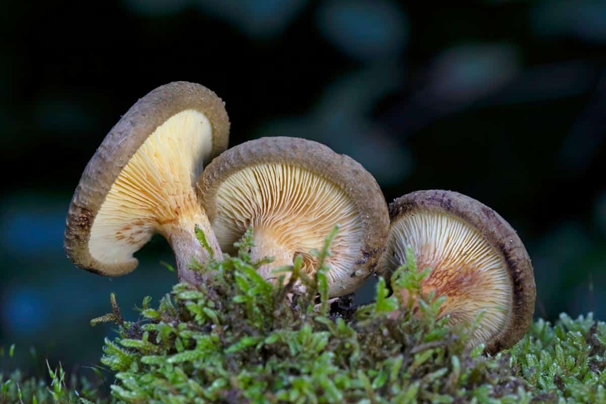 Paxillus involutus