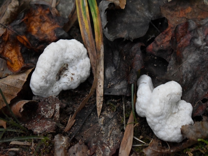 shrimp of the woods mushrooms