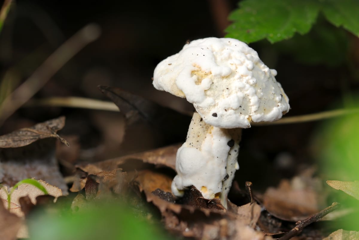 hypomyces attacking a bolete