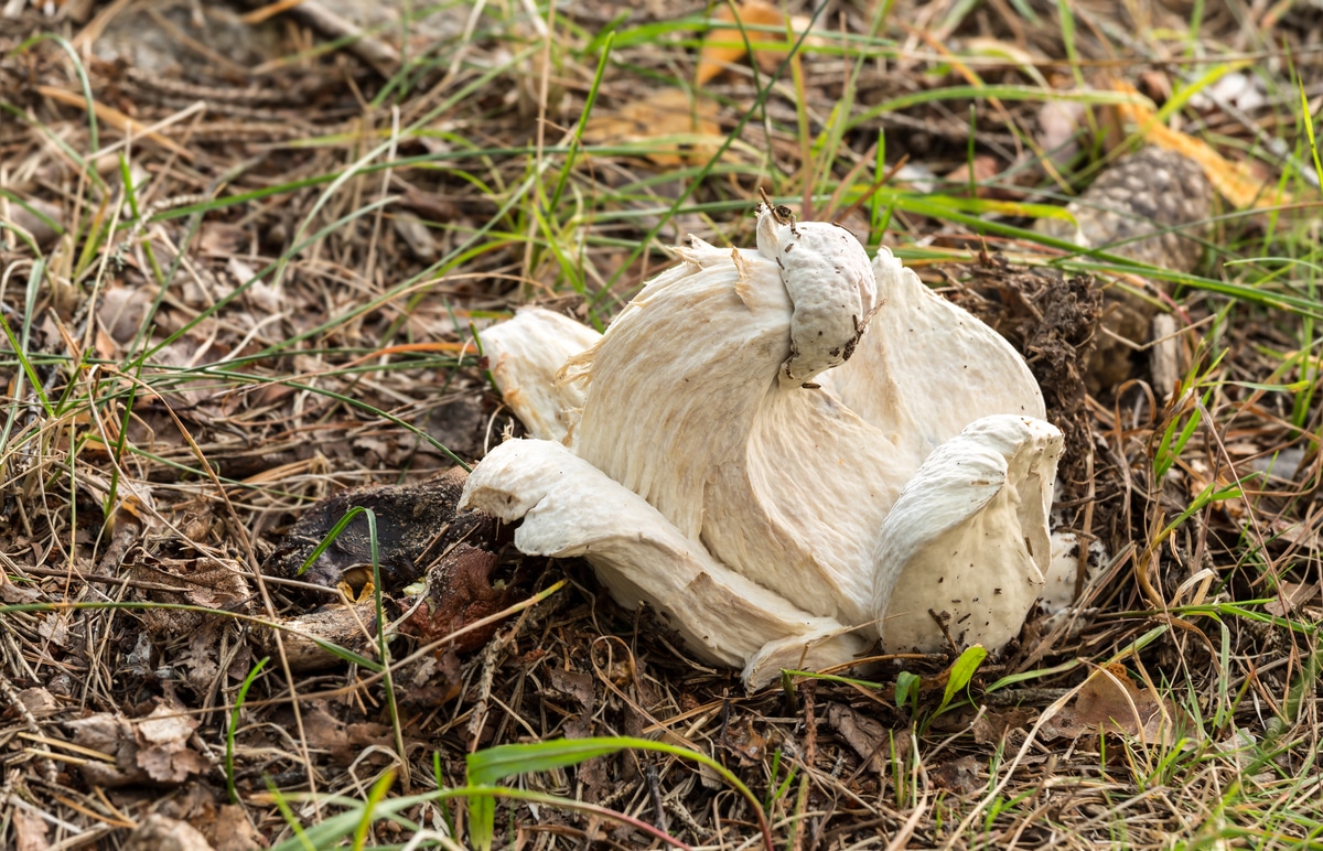 infected bolete parasite