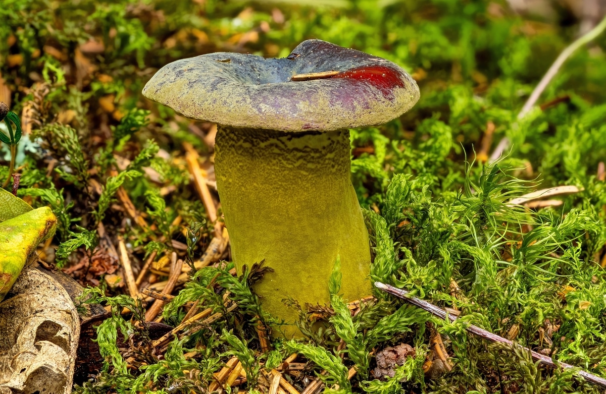 Hypomyces luteovirens