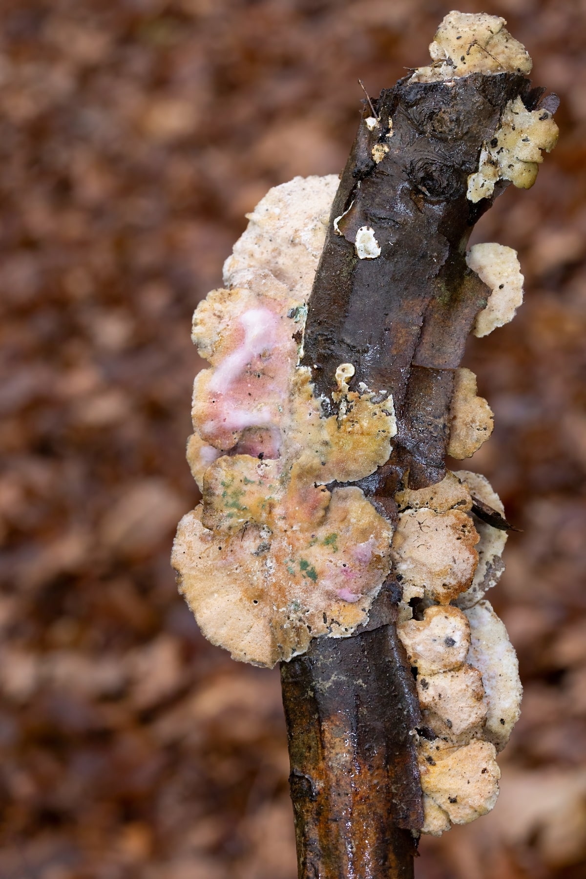 trametes and hypomyces parasite