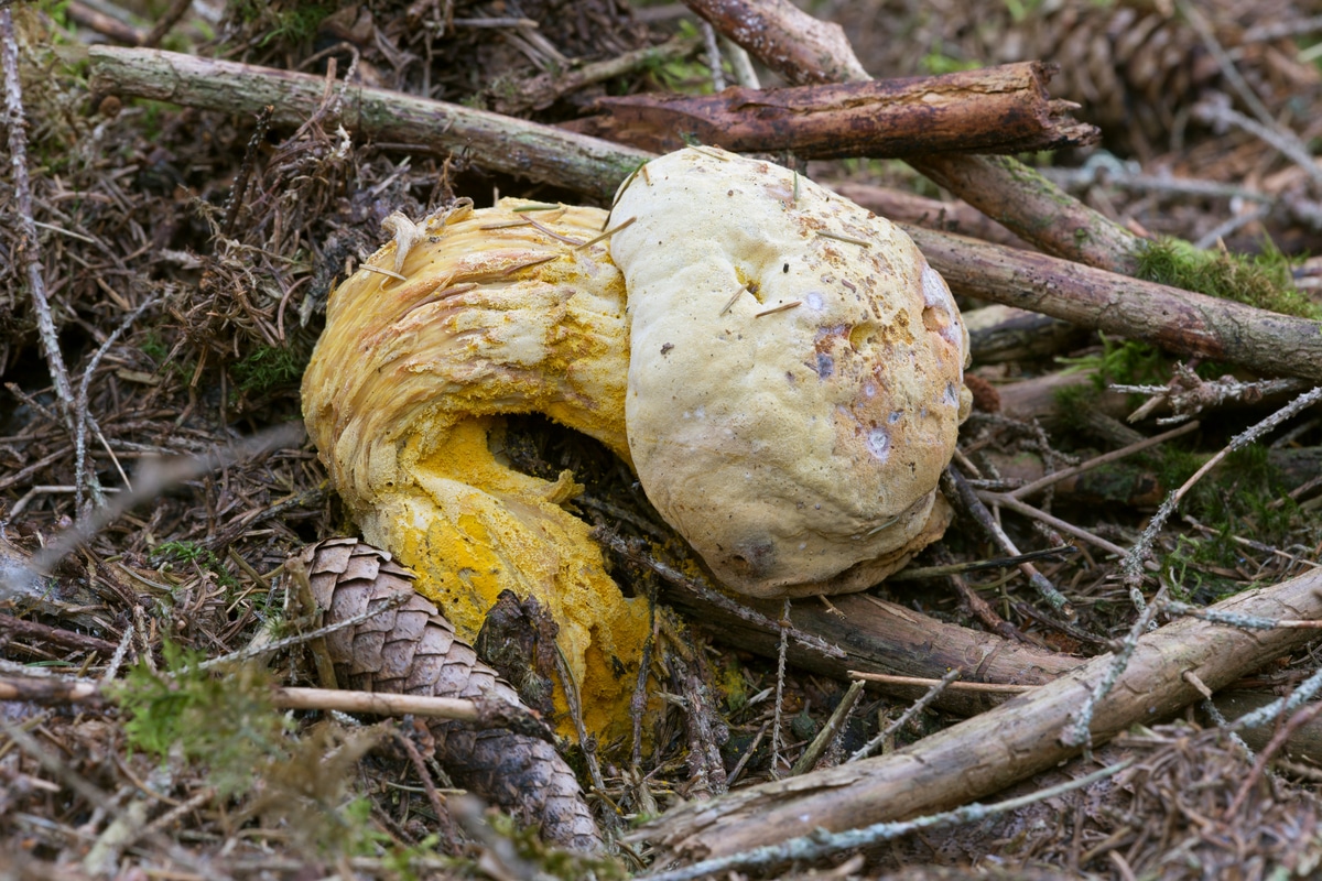 bolete eater H. chrysospermus 