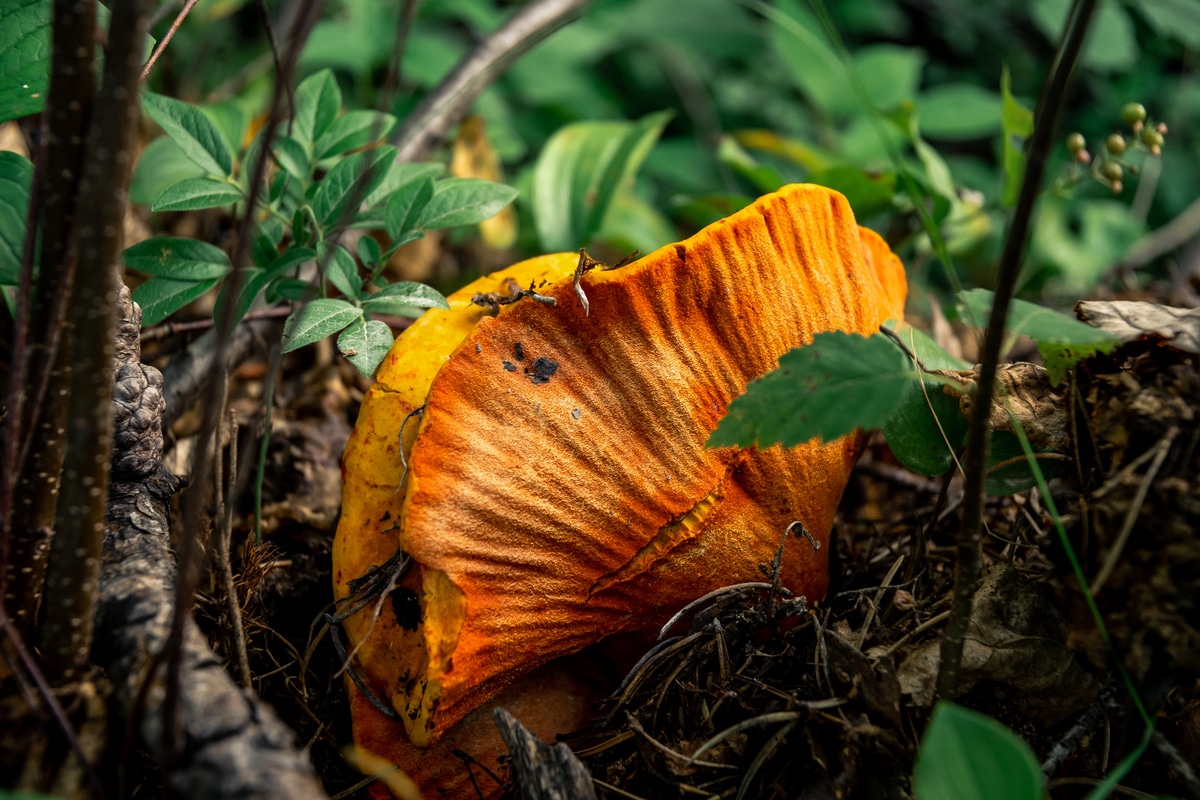 lobster mushroom 
