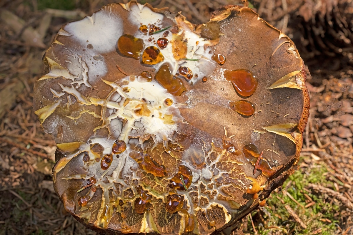 bolete eater